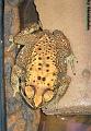 Bufo melanostictus (Duttaphrynus melanostictus) 05